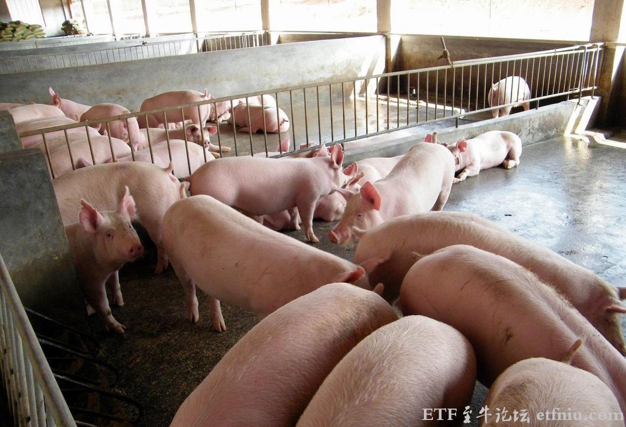 生猪价跌至每斤5块多,近七年新低