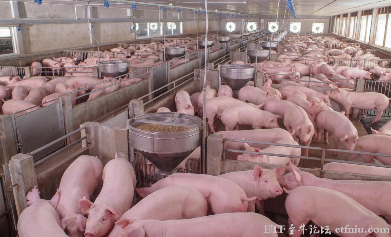 生猪价跌至每斤5块多,近七年新低